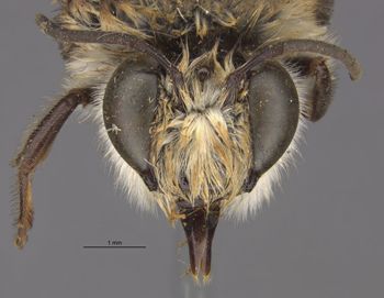 Media type: image; Entomology 23337   Aspect: head frontal view